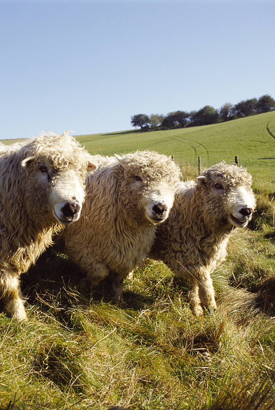 Wool Yarn Triptych Right 