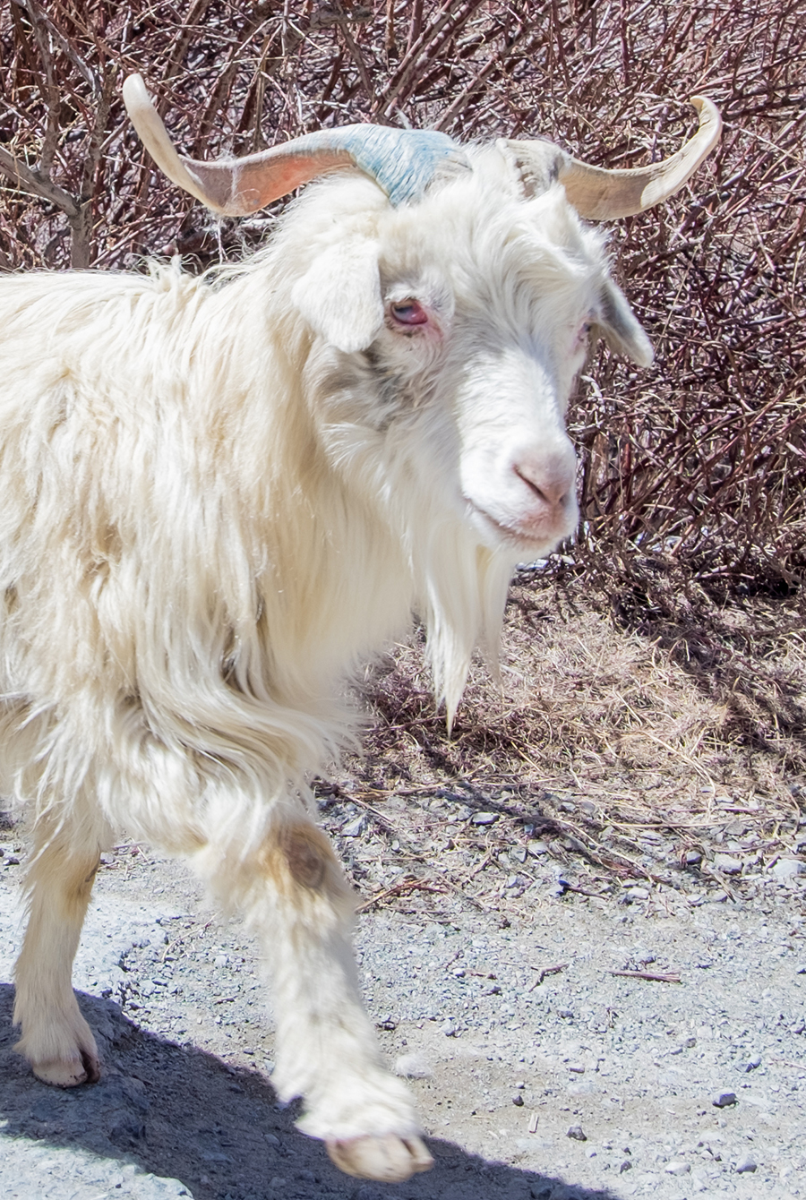 Cashmere Yarn Right Image