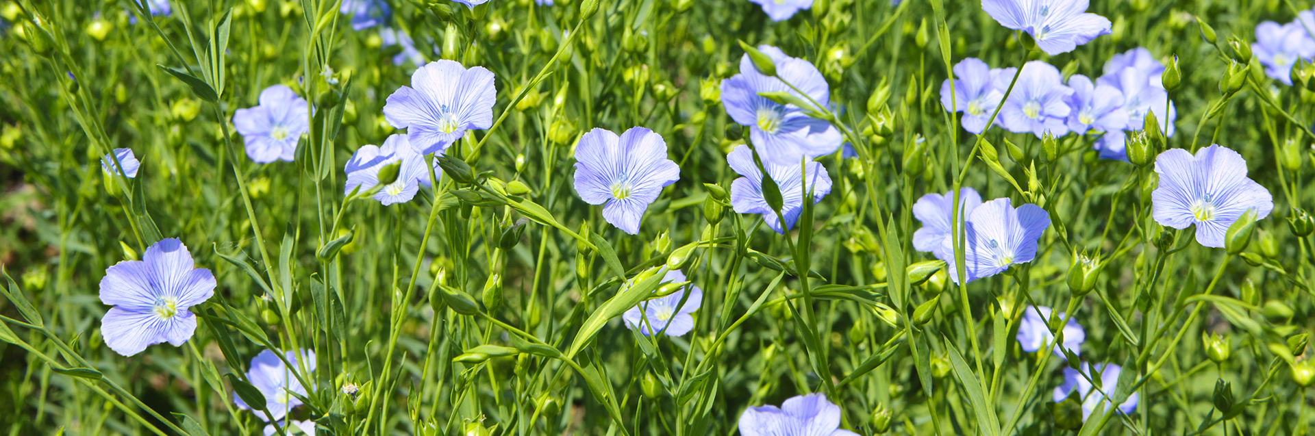 The Unique Blends Hero Banner